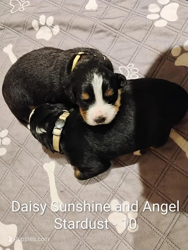 Daisy Sunshine  – Bernese Mountain Dog puppy for sale in Rogers, MN