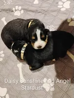 Daisy Sunshine , a female Bernese Mountain Dog for sale in Rogers, MN – Photo 1 of 10