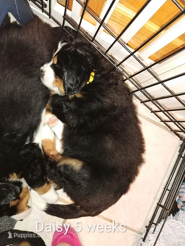 Daisy Sunshine  – Bernese Mountain Dog puppy for sale in Rogers, MN