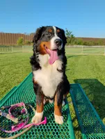 Daisy Sunshine , a female Bernese Mountain Dog for sale in Rogers, MN – Photo 8 of 10