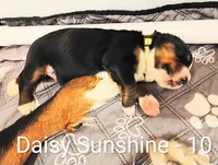 Daisy Sunshine , a female Bernese Mountain Dog for sale in Rogers, MN – Photo 4 of 10