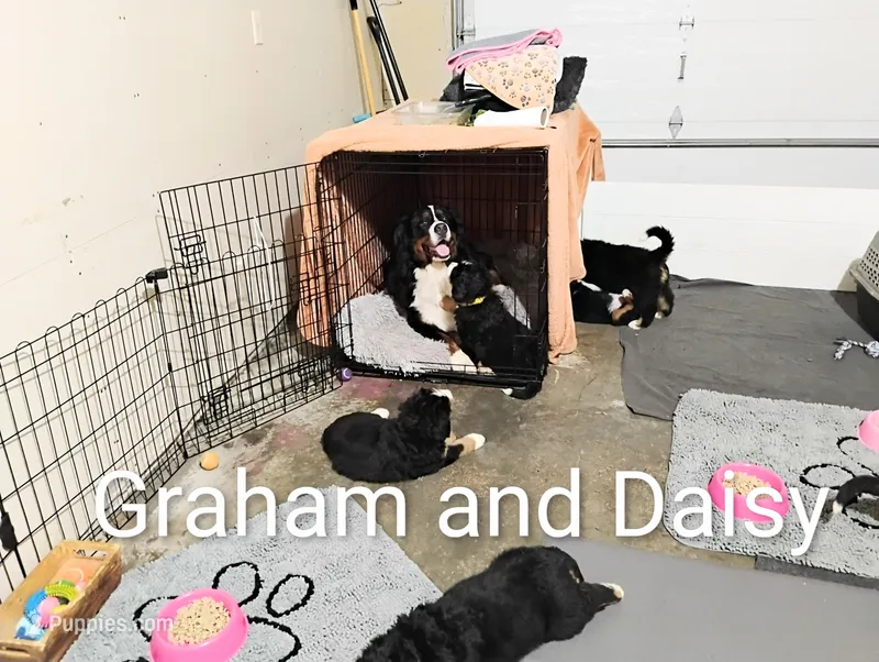 Daisy Sunshine  – Bernese Mountain Dog puppy for sale in Rogers, MN