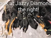 Jazzy Diamond , a female Bernese Mountain Dog for sale in Rogers, MN – Photo 6 of 10