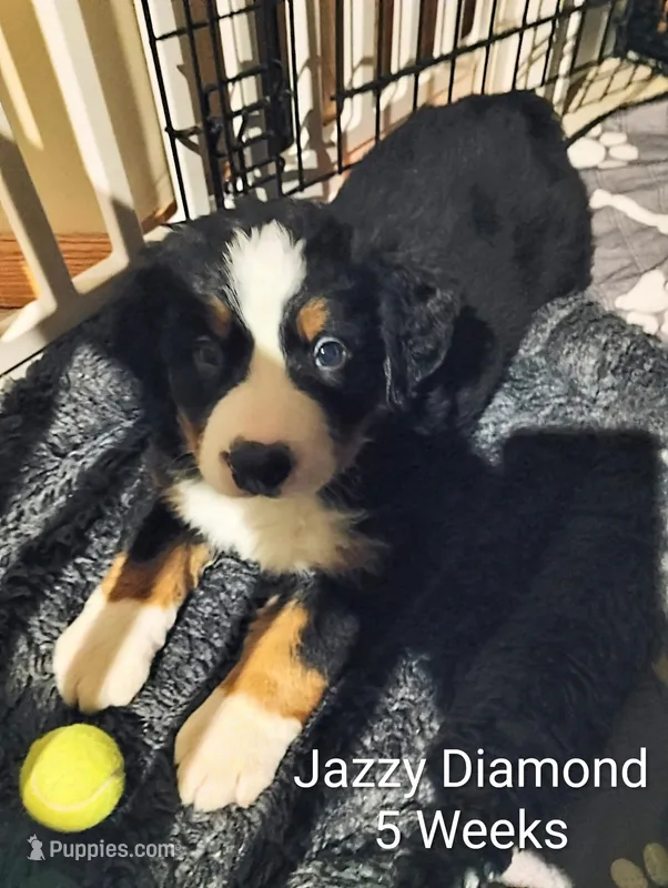Jazzy Diamond  – Bernese Mountain Dog puppy for sale in Rogers, MN