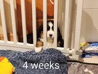 Jazzy Diamond , a female Bernese Mountain Dog for sale in Rogers, MN – Photo 7 of 10