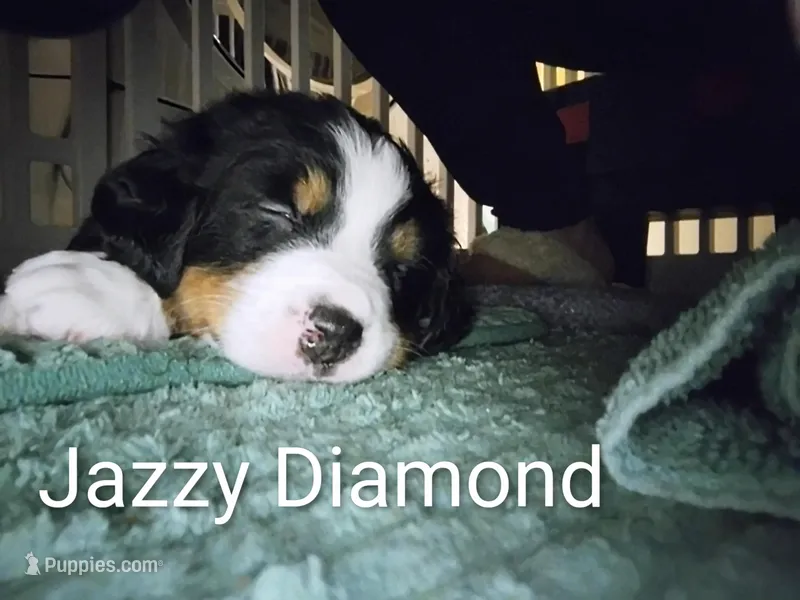 Jazzy Diamond  – Bernese Mountain Dog puppy for sale in Rogers, MN