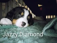 Jazzy Diamond , a female Bernese Mountain Dog for sale in Rogers, MN – Photo 1 of 10