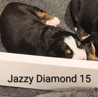 Jazzy Diamond , a female Bernese Mountain Dog for sale in Rogers, MN – Photo 2 of 10