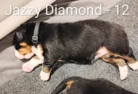 Jazzy Diamond , a female Bernese Mountain Dog for sale in Rogers, MN – Photo 8 of 10