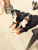 Jazzy Diamond , a female Bernese Mountain Dog for sale in Rogers, MN – Photo 9 of 10