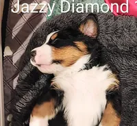 Jazzy Diamond , a female Bernese Mountain Dog for sale in Rogers, MN – Photo 3 of 10