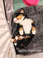 Jazzy Diamond , a female Bernese Mountain Dog for sale in Rogers, MN – Photo 10 of 10