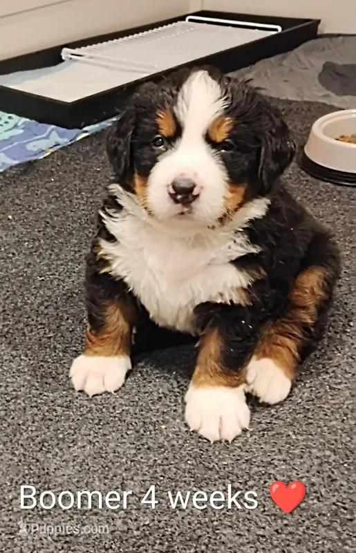 Boomer – Bernese Mountain Dog puppy on hold in Rogers, MN