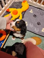 Ruby Rosebud , a female Bernese Mountain Dog for sale in Rogers, MN – Photo 3 of 10