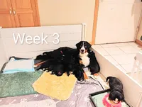 Ruby Rosebud , a female Bernese Mountain Dog for sale in Rogers, MN – Photo 9 of 10