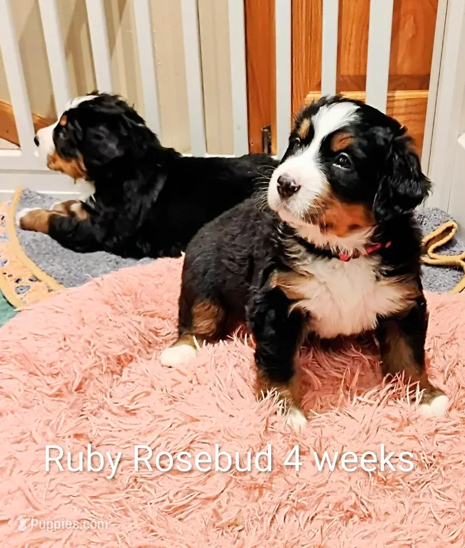 Ruby Rosebud  – Bernese Mountain Dog puppy for sale in Rogers, MN