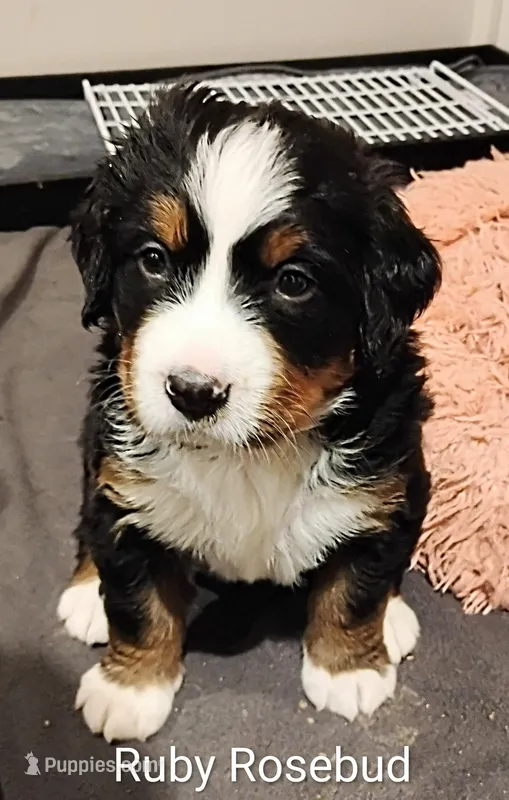 Ruby Rosebud  – Bernese Mountain Dog puppy for sale in Rogers, MN