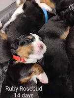 Ruby Rosebud , a female Bernese Mountain Dog for sale in Rogers, MN – Photo 5 of 10