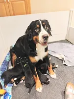 Ruby Rosebud , a female Bernese Mountain Dog for sale in Rogers, MN – Photo 10 of 10