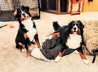 Ruby Rosebud , a female Bernese Mountain Dog for sale in Rogers, MN – Photo 6 of 10