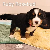 Ruby Rosebud , a female Bernese Mountain Dog for sale in Rogers, MN – Photo 2 of 10