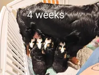 Ruby Rosebud , a female Bernese Mountain Dog for sale in Rogers, MN – Photo 7 of 10