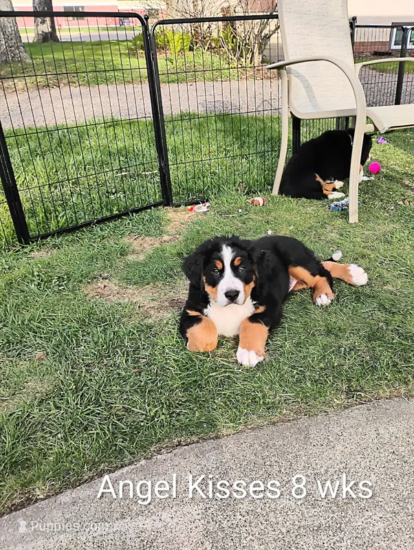 Angel Kisses – Bernese Mountain Dog puppy for sale in Rogers, MN