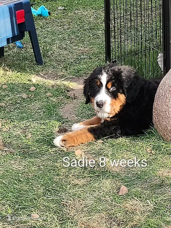 Sadie Pumpkin  – Bernese Mountain Dog puppy for sale in Rogers, MN