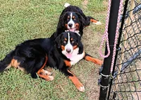 Angel Kiss , a female Bernese Mountain Dog for sale in Rogers, MN – Photo 10 of 10