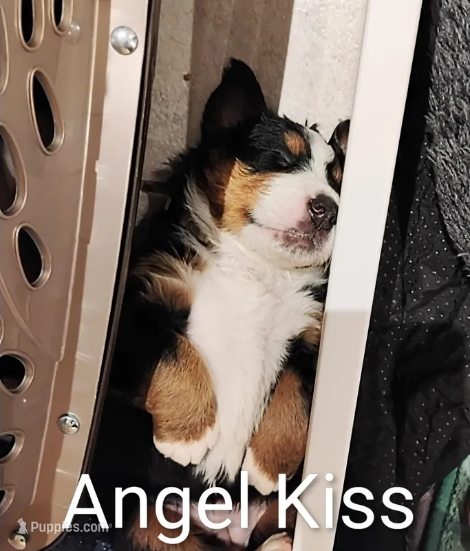 Angel Kiss  – Bernese Mountain Dog puppy for sale in Rogers, MN