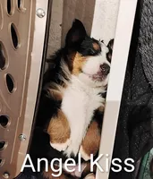 Angel Kiss , a female Bernese Mountain Dog for sale in Rogers, MN – Photo 1 of 10