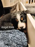 Angel Kiss , a female Bernese Mountain Dog for sale in Rogers, MN – Photo 4 of 10