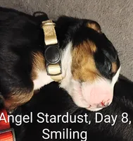 Angel Kiss , a female Bernese Mountain Dog for sale in Rogers, MN – Photo 2 of 10