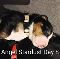 Angel Kiss , a female Bernese Mountain Dog for sale in Rogers, MN – Photo 3 of 10