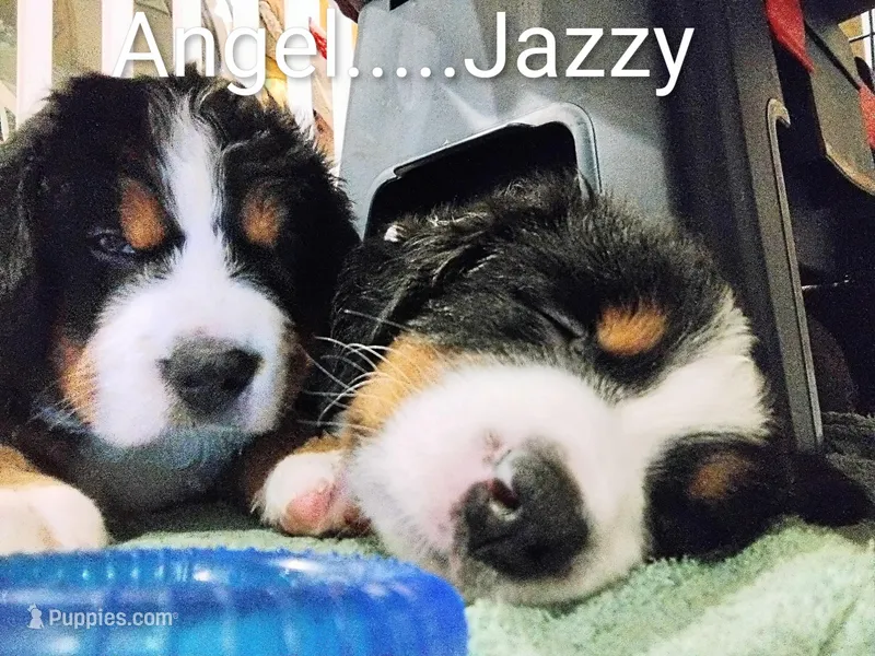 Angel Kisses – Bernese Mountain Dog puppy for sale in Rogers, MN