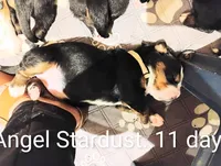 Angel Kiss , a female Bernese Mountain Dog for sale in Rogers, MN – Photo 5 of 10