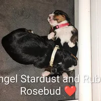 Angel Kiss , a female Bernese Mountain Dog for sale in Rogers, MN – Photo 8 of 10