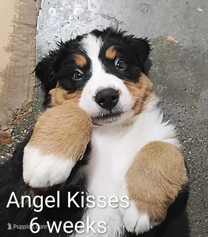 Angel Kisses – Bernese Mountain Dog puppy for sale in Rogers, MN