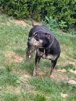 ADDY, a female American Bully for sale in Chicago, IL – 2 of 5