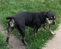 ADDY, a female American Bully for sale in Chicago, IL – 3 of 5