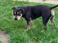 ADDY, a female American Bully for sale in Chicago, IL – 5 of 5