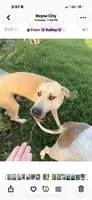 Big blue fawn boy, a male Great Dane for sale in Royse City, TX – 4 of 4