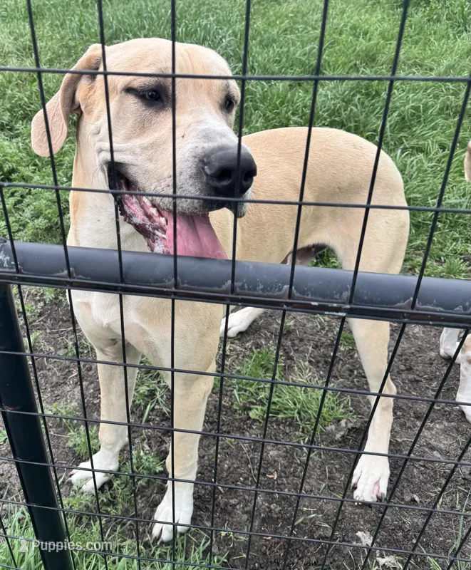 Big blue fawn boy – Great Dane puppy for sale in Royse City, TX