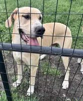 Big blue fawn boy, a male Great Dane for sale in Royse City, TX – Photo 1 of 3