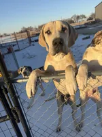 Big blue fawn boy, a male Great Dane for sale in Royse City, TX – Photo 3 of 3