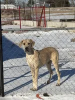 Big blue fawn boy, a male Great Dane for sale in Royse City, TX – Photo 2 of 3