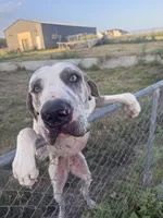 Blue Brindle Harly blue eyes, a male Great Dane for sale in Royse City, TX – 3 of 3