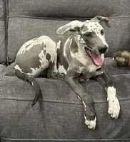 Blue harly, a female Great Dane for sale in Royse City, TX – Photo 2 of 4