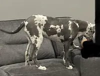 Blue harly, a female Great Dane for sale in Royse City, TX – Photo 4 of 4