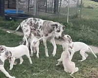 Willow, a female Great Dane for sale in Royse City, TX – Photo 2 of 3